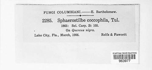 Cosmospora flammea image